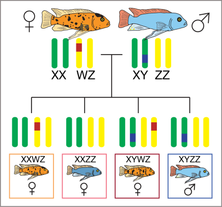 updated memb sex inheritance figure